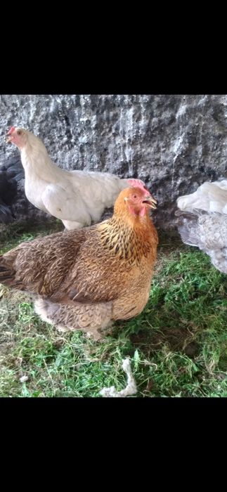 Продам домашних курей брама и.тд