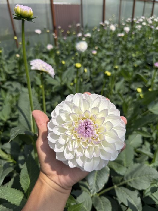 Корни цветов георгины