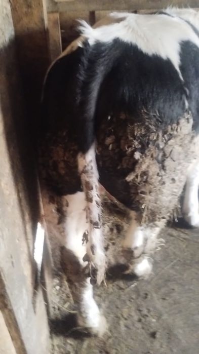 2 vitei belga si baltat