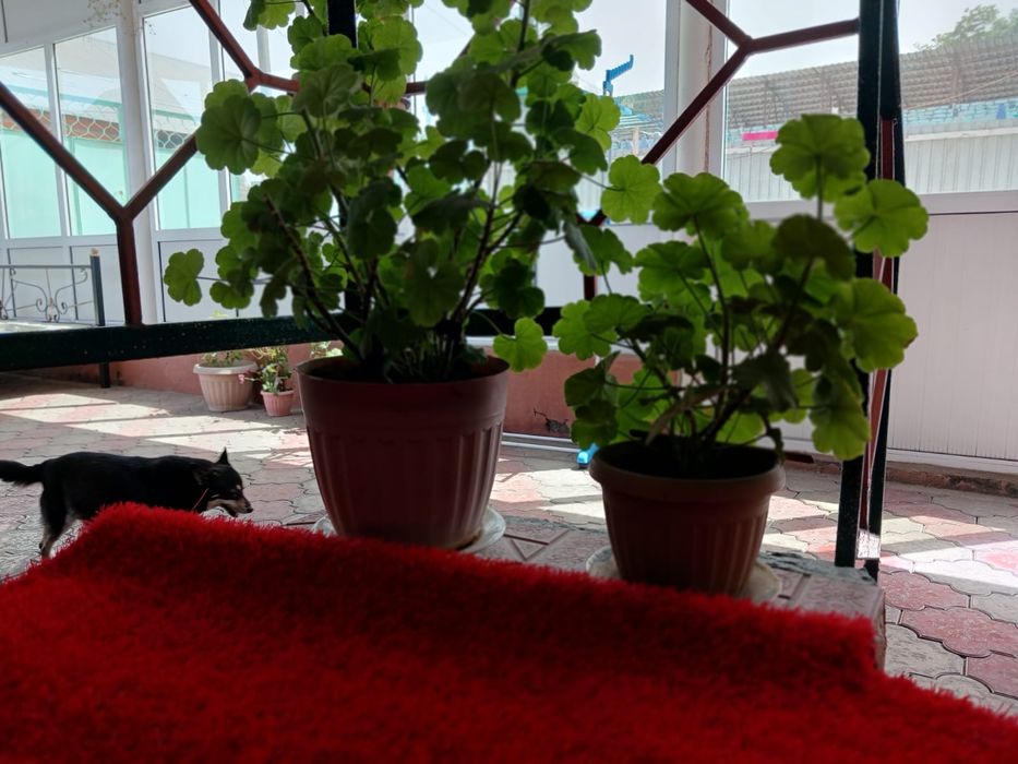 Домашние цветы  срочно