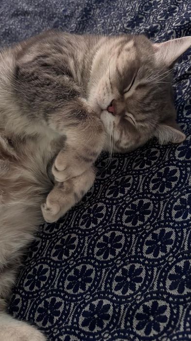 Отдадим в добрые руки