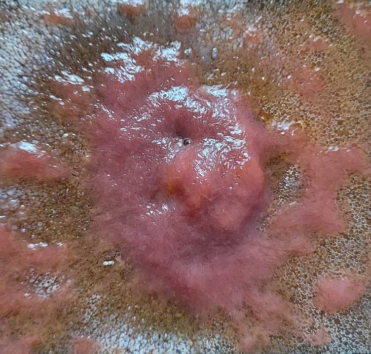 Аулофорус - водяная змейка