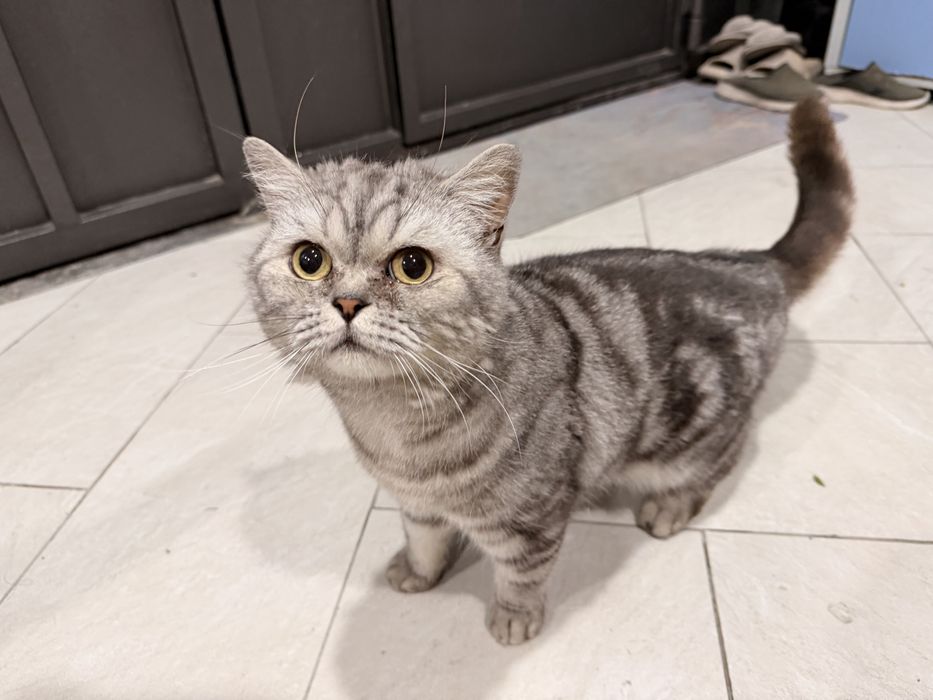 Скотиш Страйт Scottish Straight