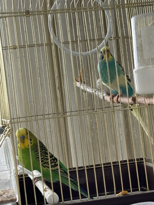 Волнистые попугаи