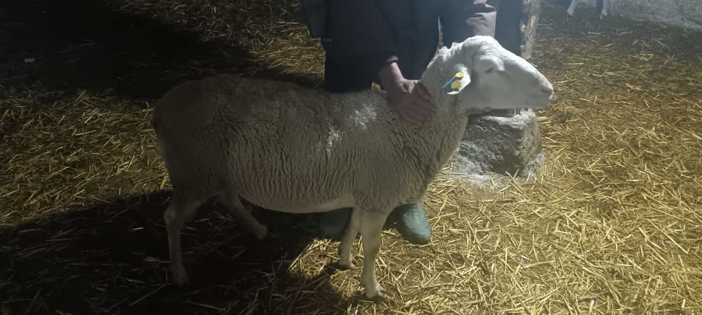 Коч лакон за продан