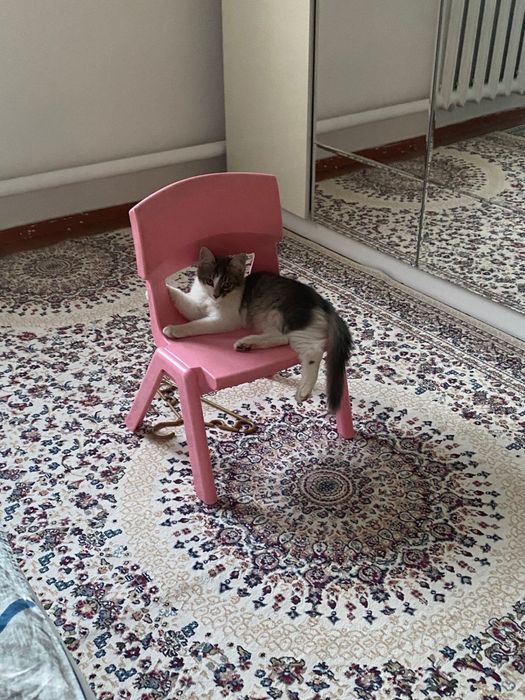 Мысык, ул мысык.