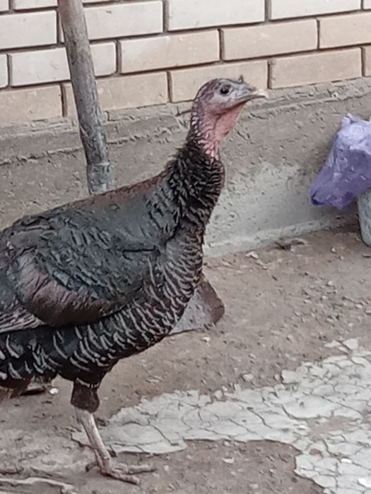 Kurka sotiladi karvon bozor