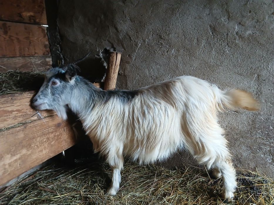 Capra tânără de 2 ani