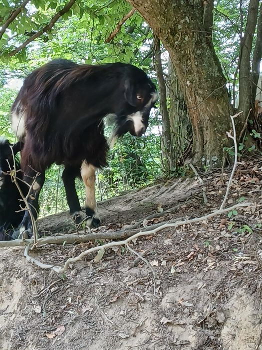 Vând țap tânăr bun de ținut.