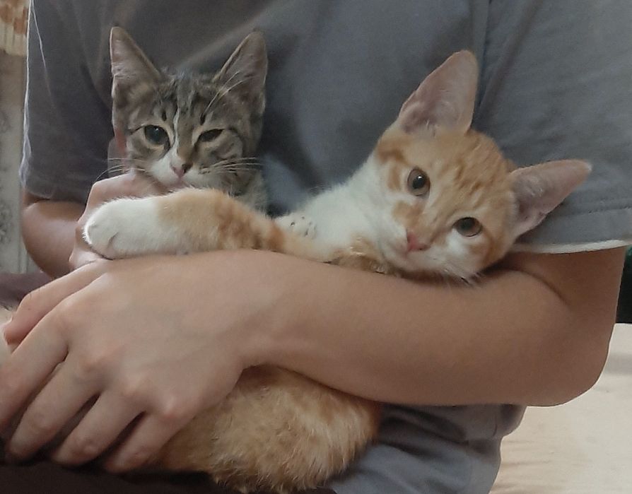 Милые, ласковые котятки