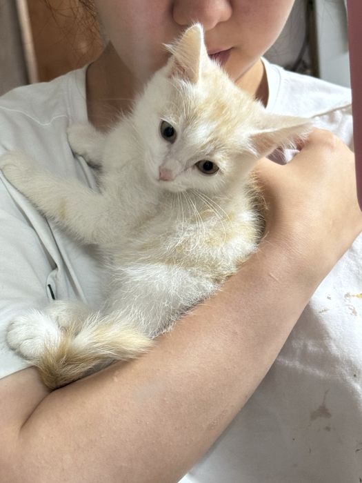 Отдадим рыжего котенка
