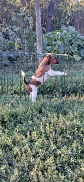 Catei Fox Terrier