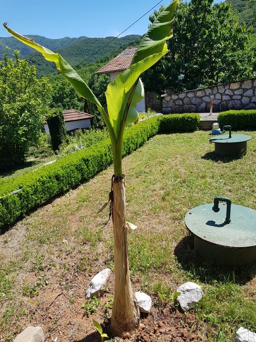 Продавам Японски банан, студоустойчив. Цена от 20лв до 40 лв.