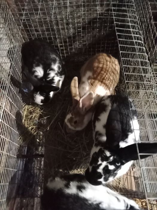 Кролики породы великан