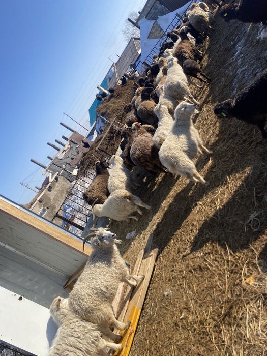 Продается мясо козы ешки ети сатылады