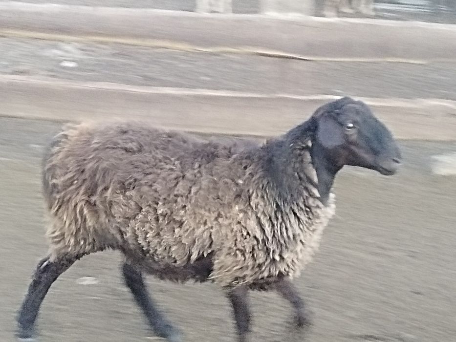 10 бас баглан сатылады