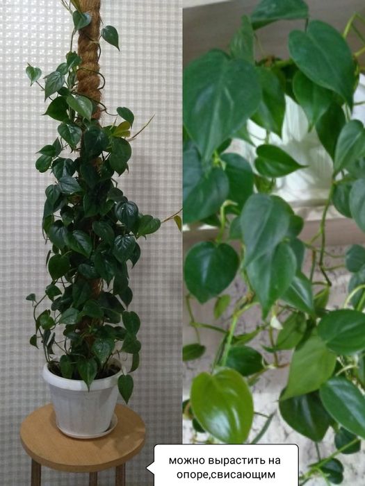 Продам Эпипремнум, Сциндапсус