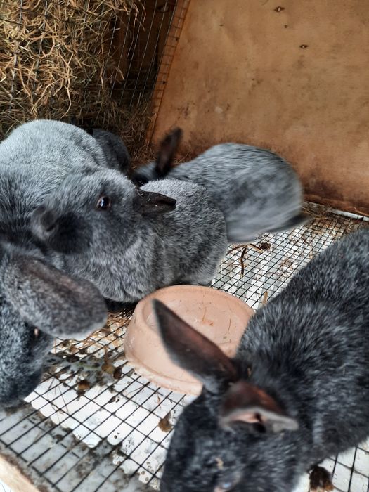 Продам кролят Полтавское серебро