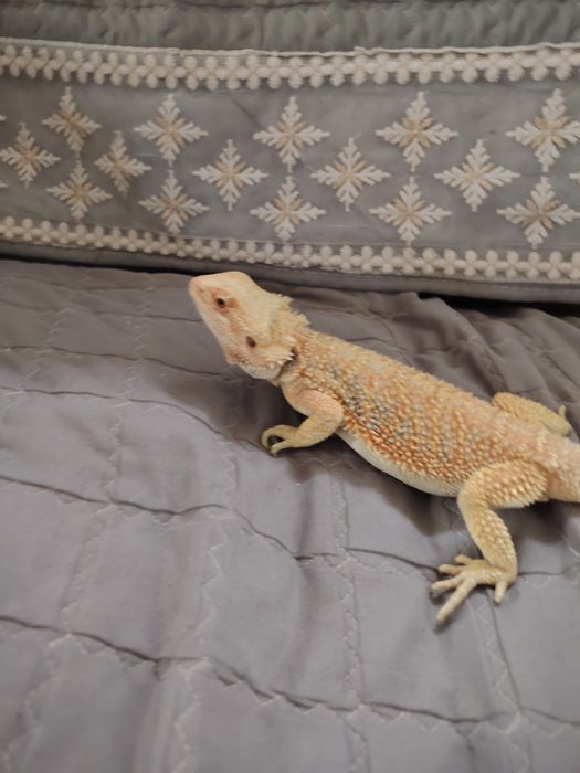 Disponibil mascul de agamă cu barbă