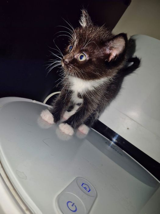 Маленькие котята