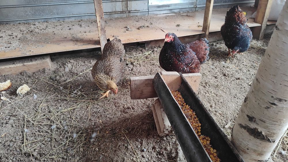 Wyandotte pitic Orange (3+1)și porțelan (5+2)