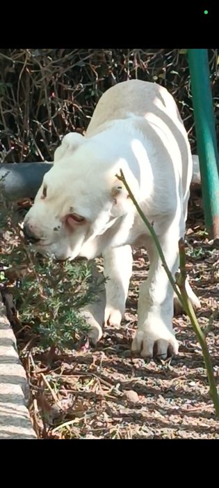 Алабай кабель продается