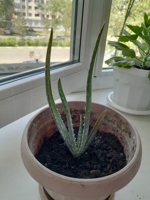 алое вера (комнатное растение)