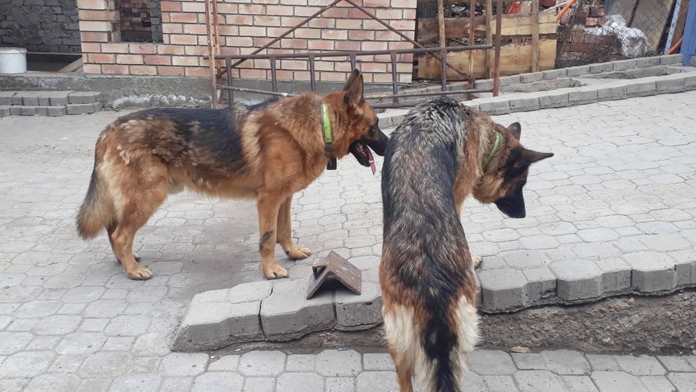 Немецкая овчарка