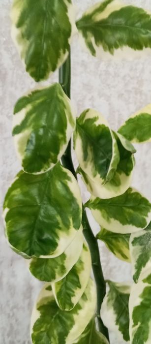 Педилантус     .