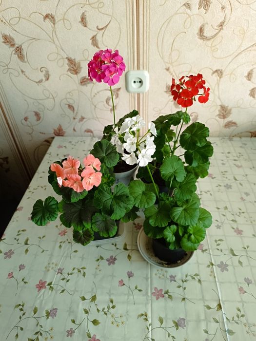 Герань цветущая пеларгония