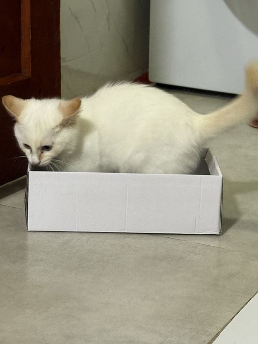 Кошка 4 месяц мальчик