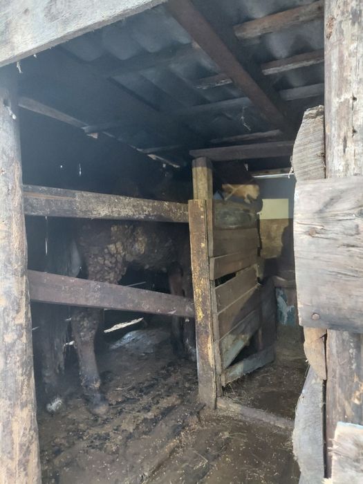 Продам  согом 2часьи