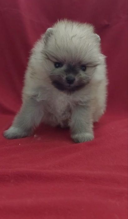 Щенки померанского шпица!!!