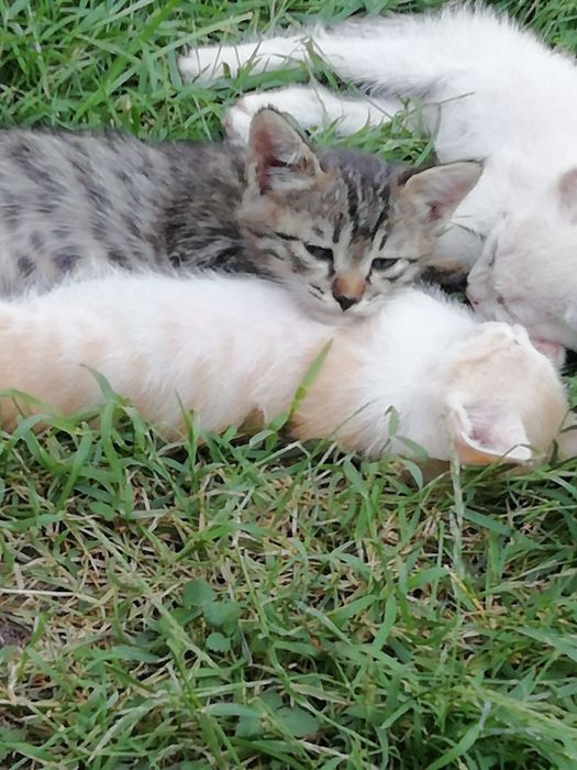 Котята бесплатно
