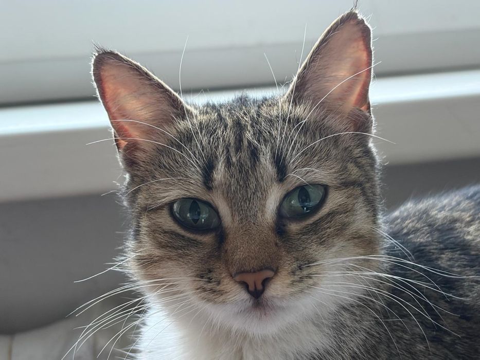 Кот и кошка СРОЧНО