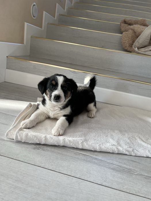 Щенок девочка с доставкой