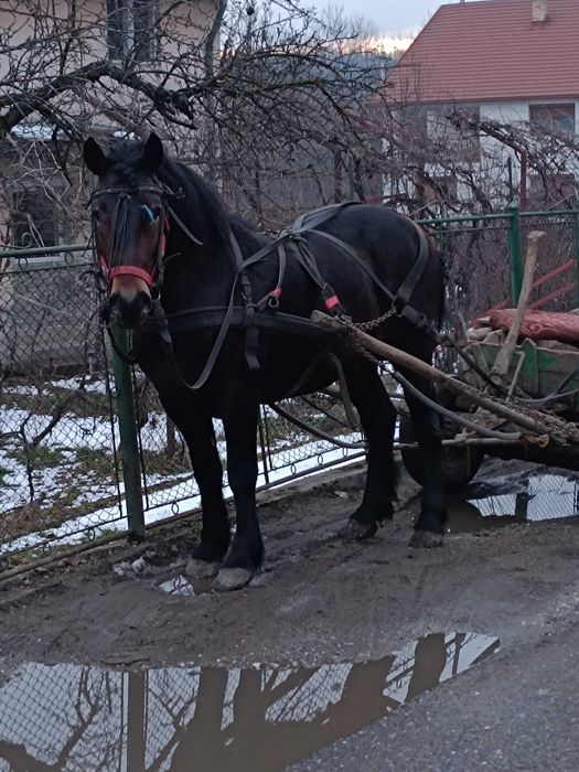 De vânzare noatin de doi ani jumătate