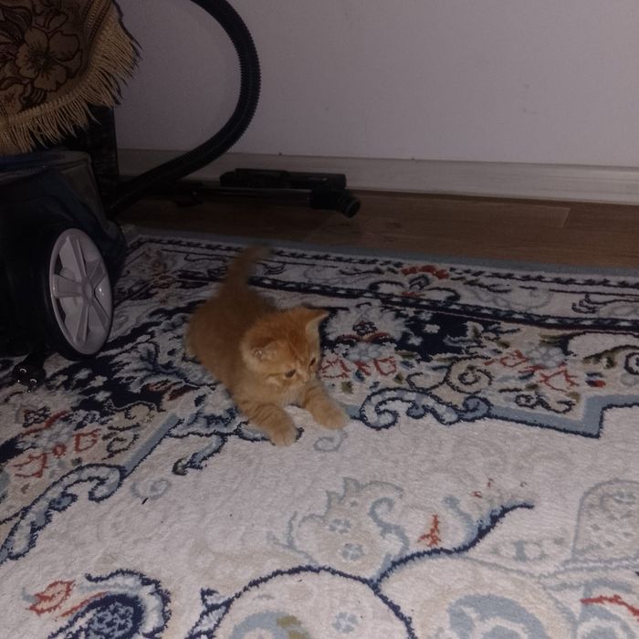 Британская короткошерстная кошка