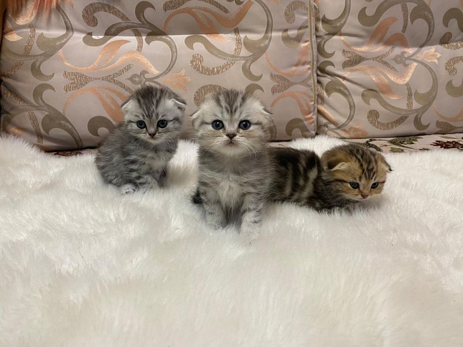 котик для случки