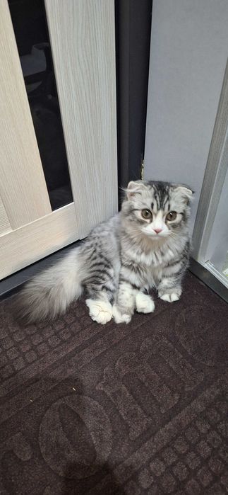 Mushuk soyiladi (qiz) Skottish-fold