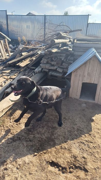 Продам лабрадор мальчик