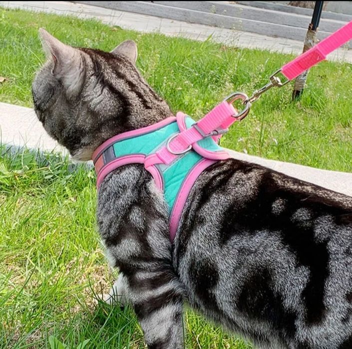 Ошейник для кота