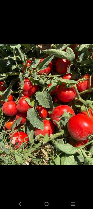 Семена томата Максимус ф1