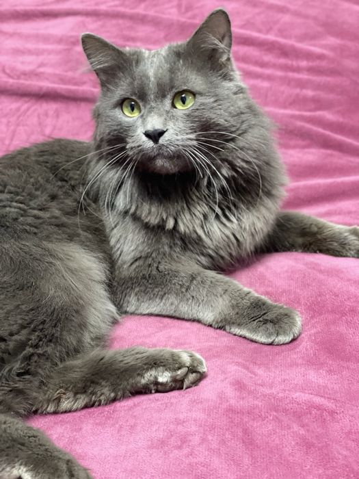 NEBELUNG  mmushug