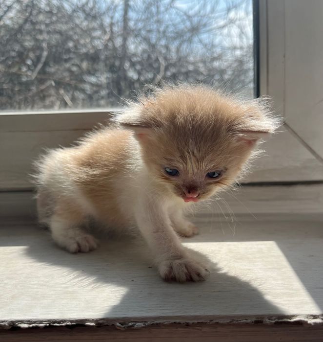 Отдам котят даром