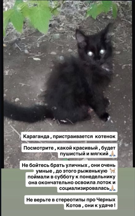 Срочно пристраивается котенок