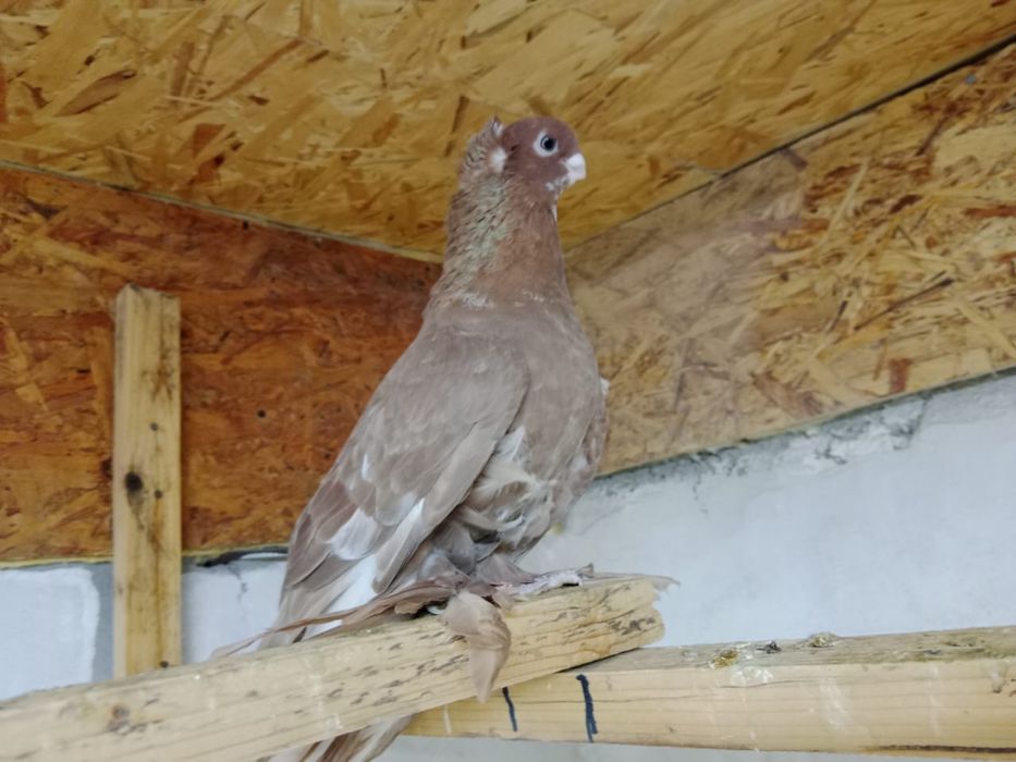 Продам   голубя