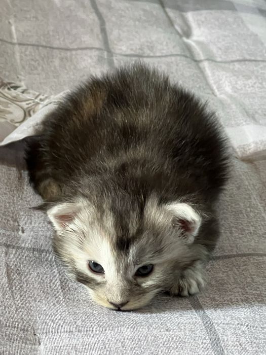 Мейн кун котята Maine coon