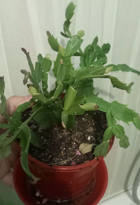 Гуллар сотилади40 000дан 100 000гача  яхши парвариш қилинган