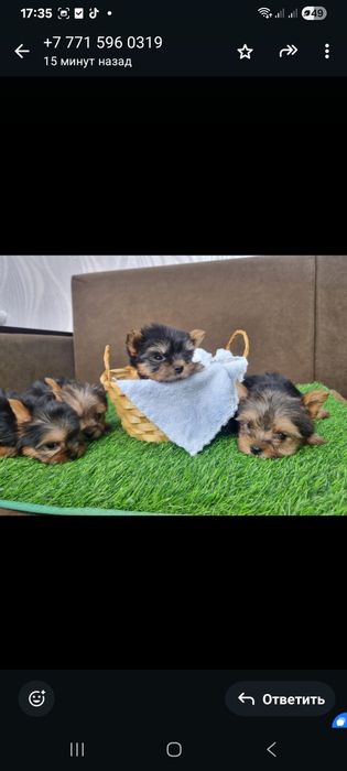 Щенки мини йоршерского терьера